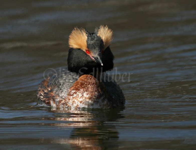 Horned Grebe 