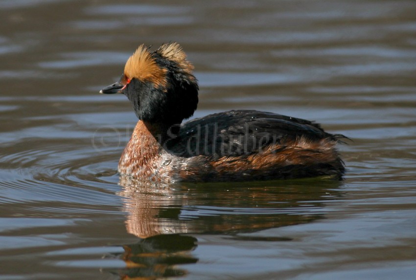 Horned Grebe back view