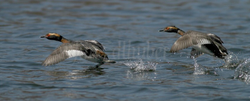 Horned Grebes at take off!