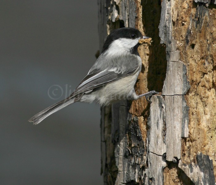 Black-capped Chickadee excavating a nest hole in a dead tree.