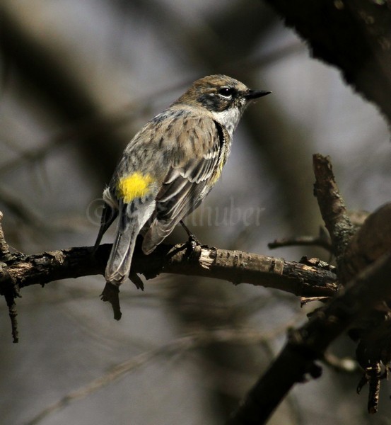 Yellow-rumped Warbler April 8, 2014