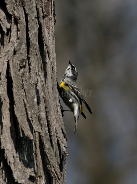 Yellow-rumped Warbler going for the bug!