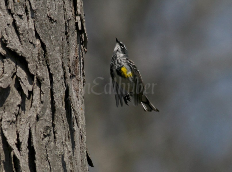 Yellow-rumped Warbler going for the bug!