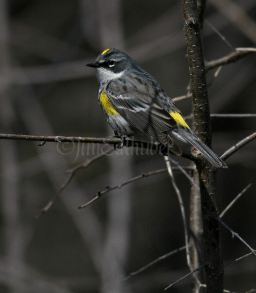 Yellow-rumped Warbler