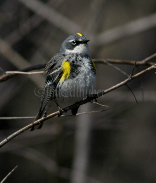 Yellow-rumped Warbler