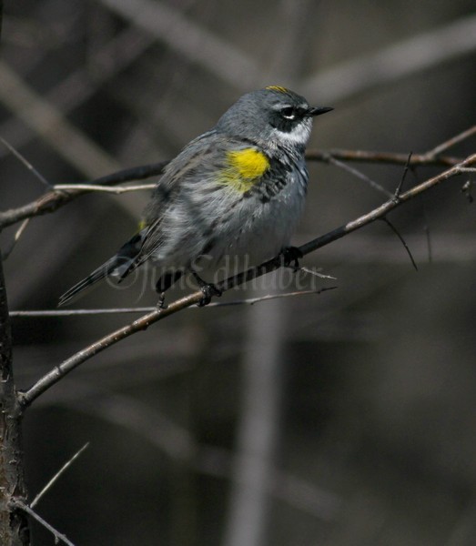 Yellow-rumped Warbler