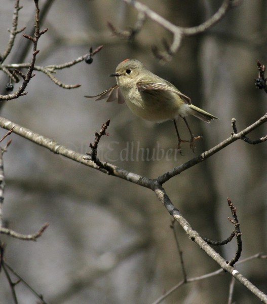 Ruby-crowned Kinglet in flight!