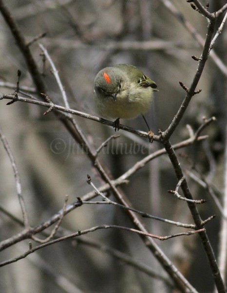 Ruby-crowned Kinglet