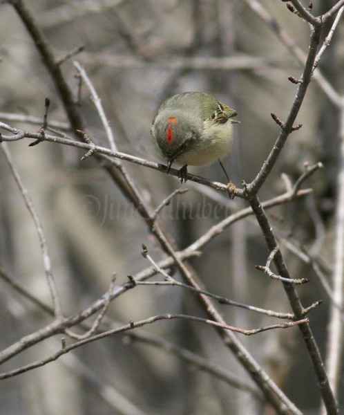 Ruby-crowned Kinglet