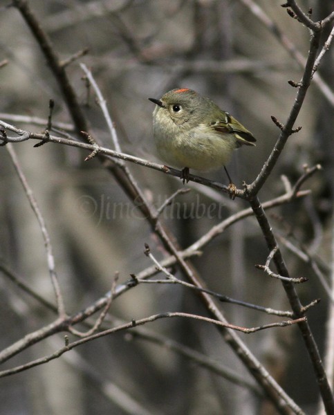 Ruby-crowned Kinglet