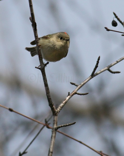 Ruby-crowned Kinglet at take off!