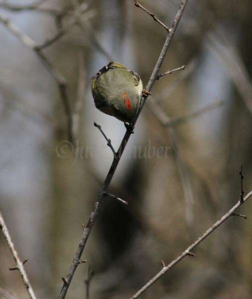 Ruby-crowned Kinglet