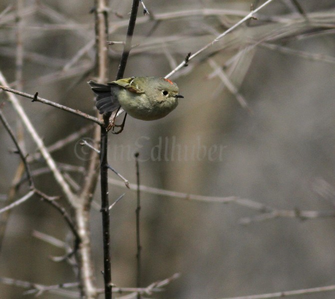 Ruby-crowned Kinglet at take off!