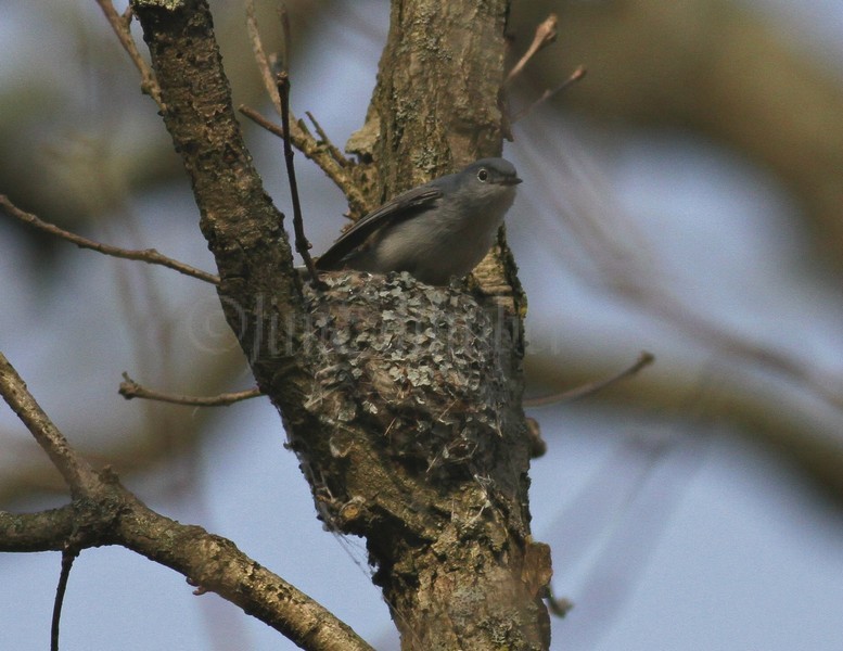 Blue-gray Gnatcatcher May 31, 2011 Vernon Marsh