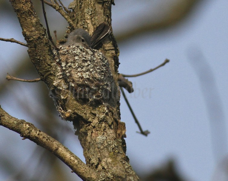 Blue-gray Gnatcatcher May 31, 2011 Vernon Marsh