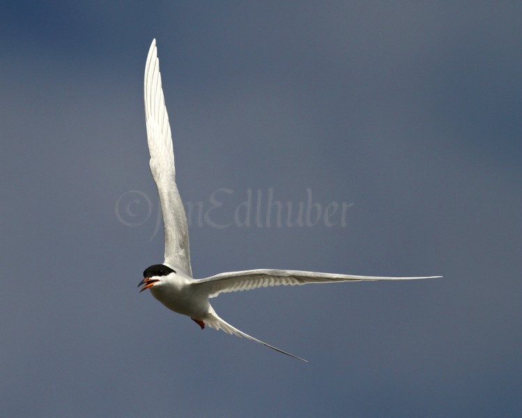 Forster's Tern - Horicon Marsh May 5, 2010