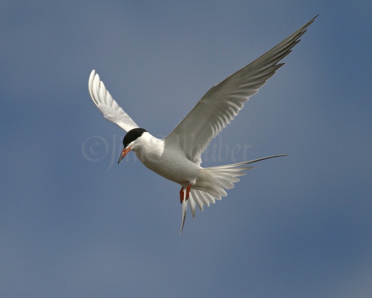 Forster's Tern - Horicon Marsh May 5, 2010