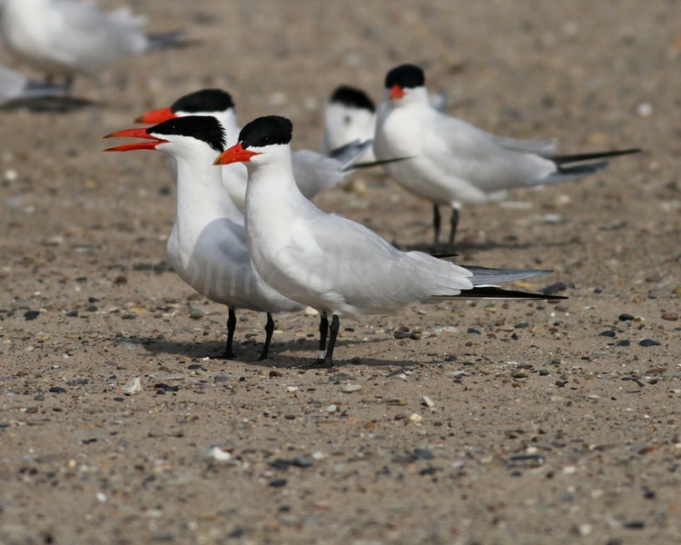 Caspian Tern - Racine North Beach April 30, 2013