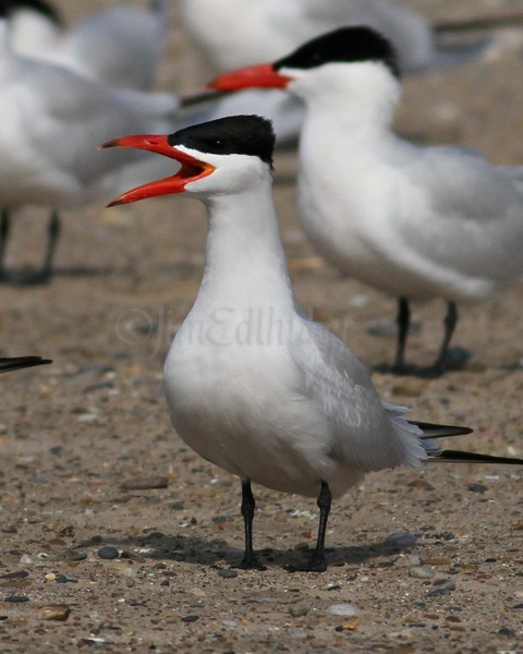 Caspian Tern - Racine North Beach April 30, 2013