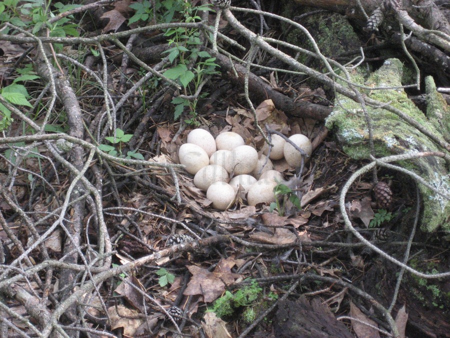 Wild Turkey nest with eggs Marquette Co. WI. May 27, 2011.