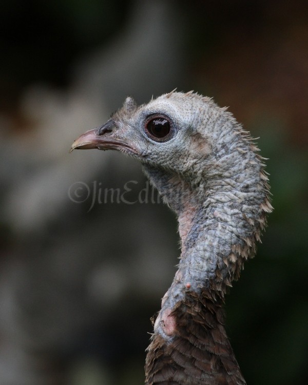 Wild Turkey head