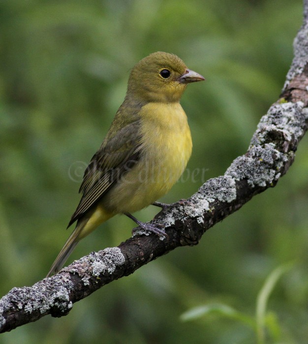 Scarlet Tanager - Female Waukesha Fox River Sanctuary May 13, 2014 