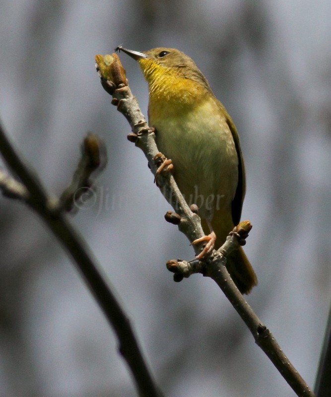 Common Yellowthroat - Female with insect.