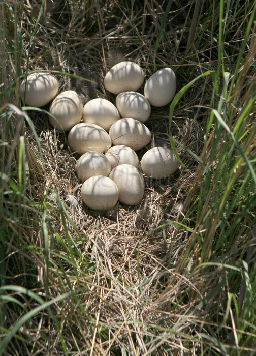 Wild Turkey Nest with eggs Marquette Co. WI. May 24, 2014