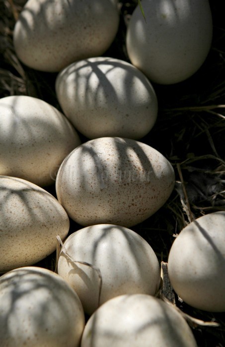 Wild Turkey eggs in nest, Marquette Co. WI. May 24, 2014