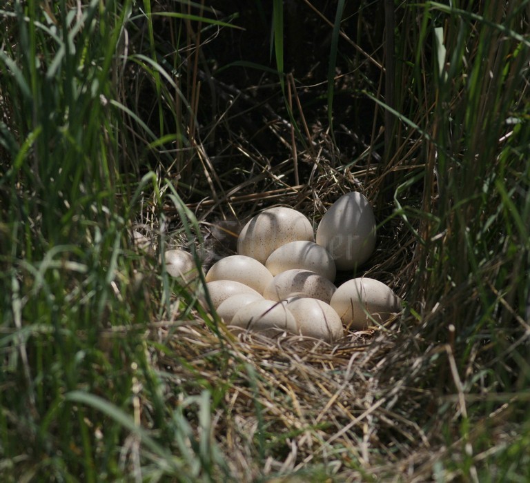 Wild Turkey Nest with eggs Marquette Co. WI. May 24, 2014