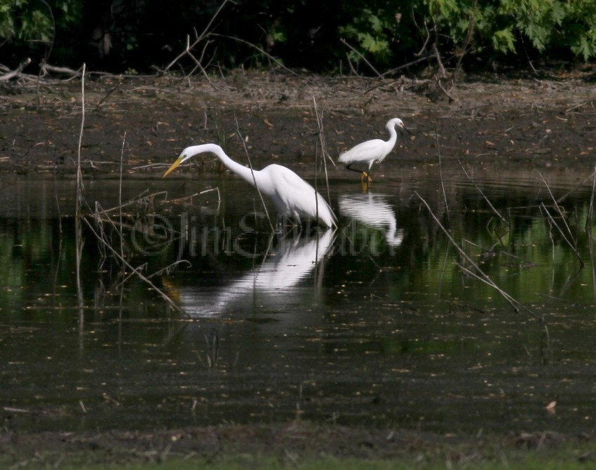 Great Egret - left, Snowy Egret, right.