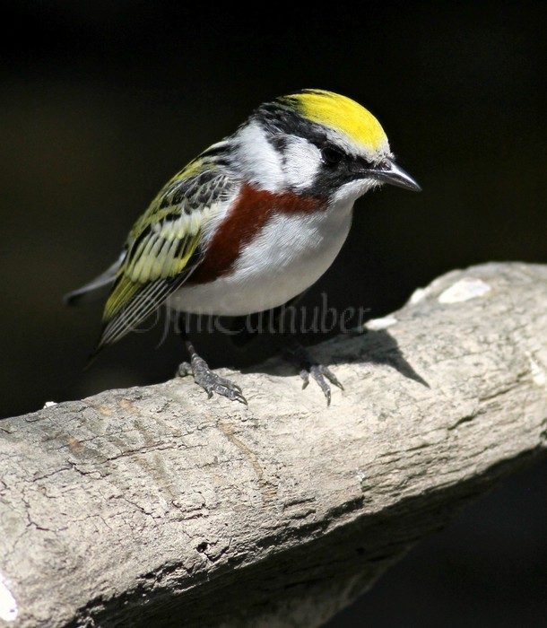 Chestnut-sided Warbler - Male