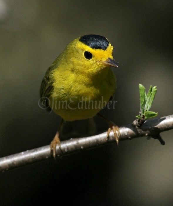 Wilson's Warbler - Male