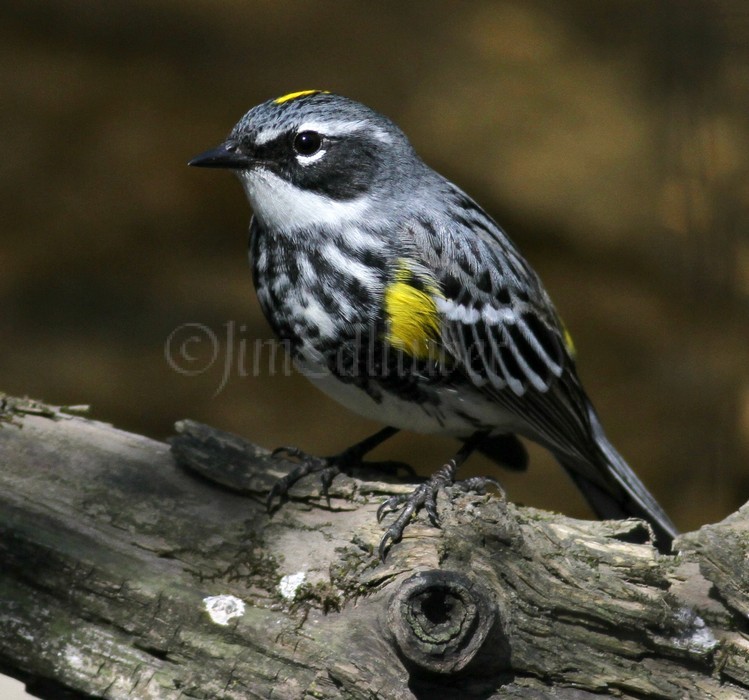 Yellow-rumped Warbler