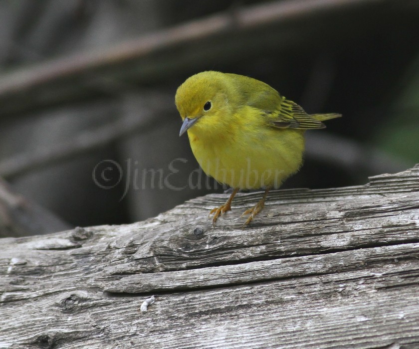 Yellow Warbler - Male Wehr Nature Center May 13, 2013