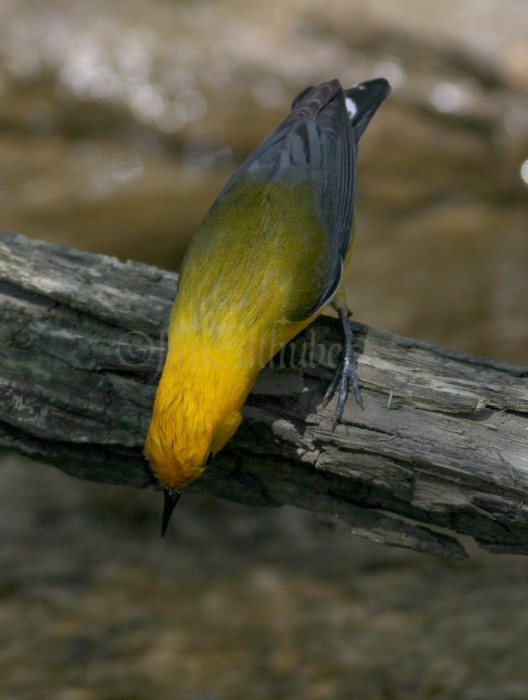 Prothonotary Warbler looking for food.