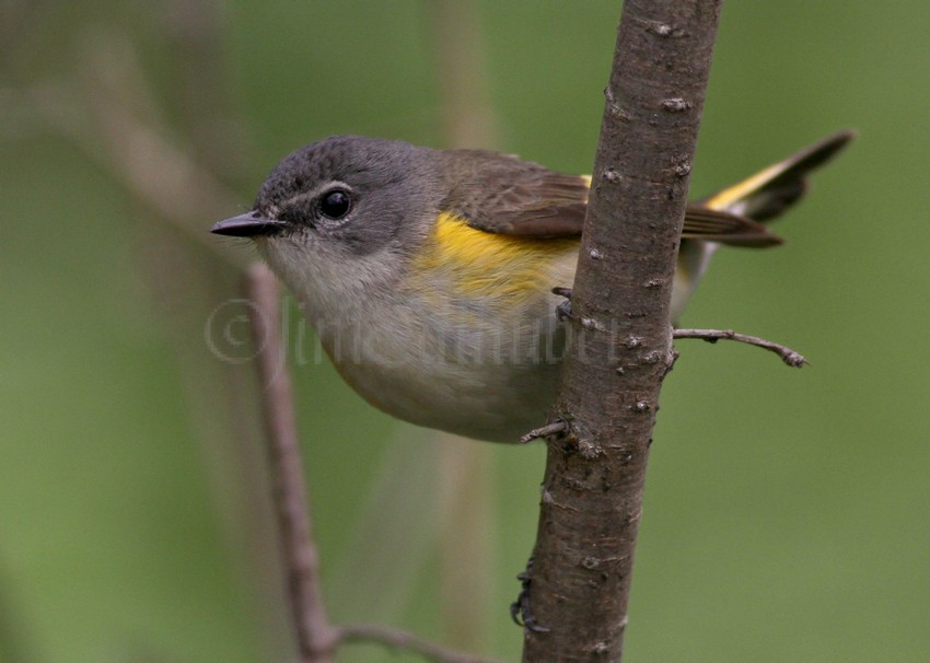 American Redstart - Female