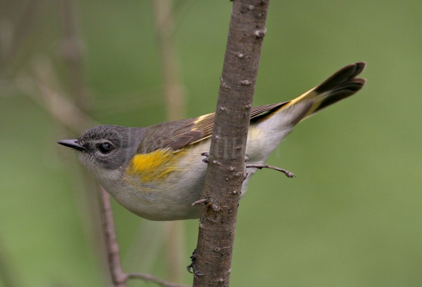 American Redstart - Female