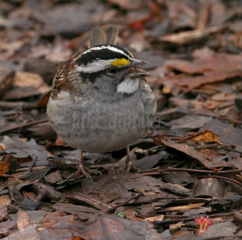 White-throated Sparrow - adult white and black striped variation.