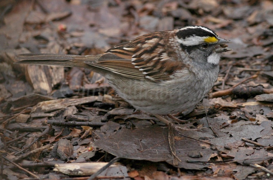 White-throated Sparrow - adult white and black striped variation.