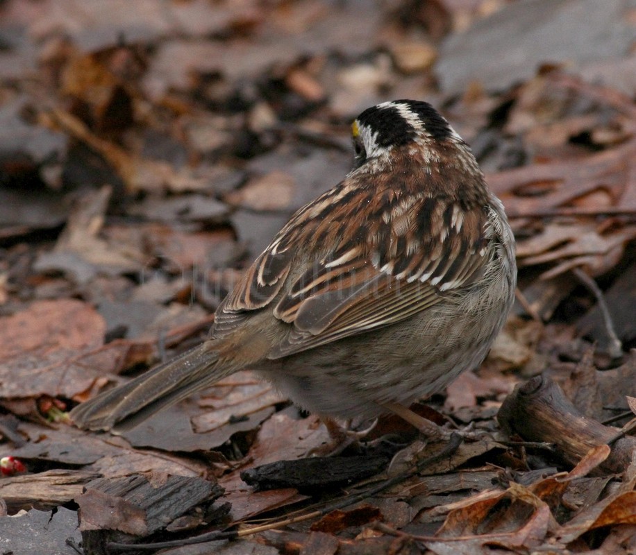 White-throated Sparrow - adult white and black striped variation - back view.