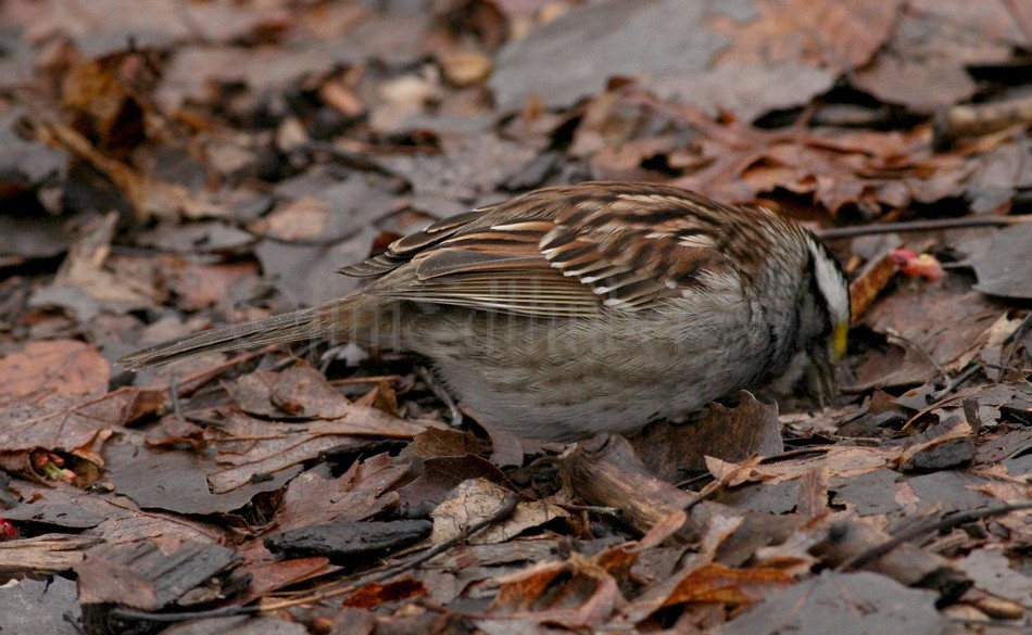 White-throated Sparrow - adult white and black striped variation, scratching for seeds.