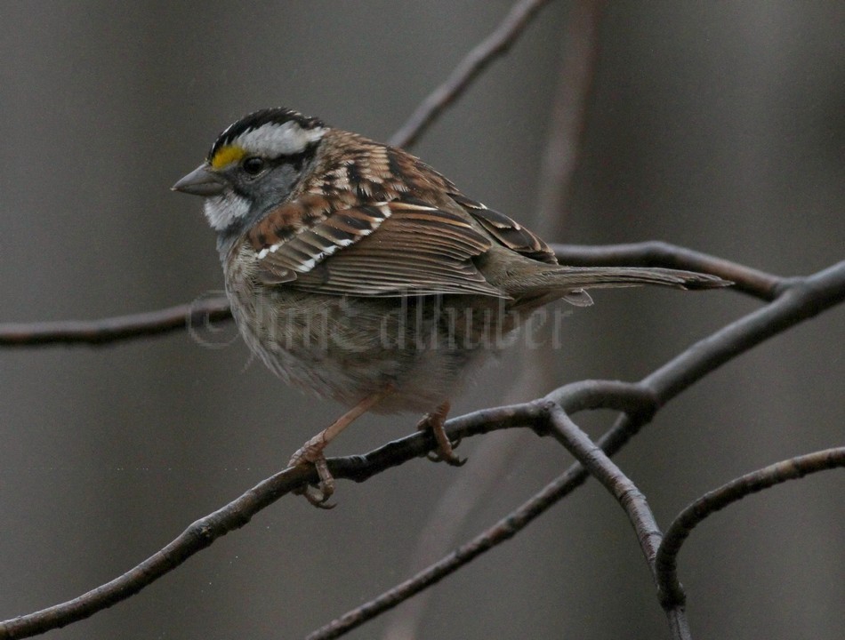 White-throated Sparrow - adult white and black striped variation.