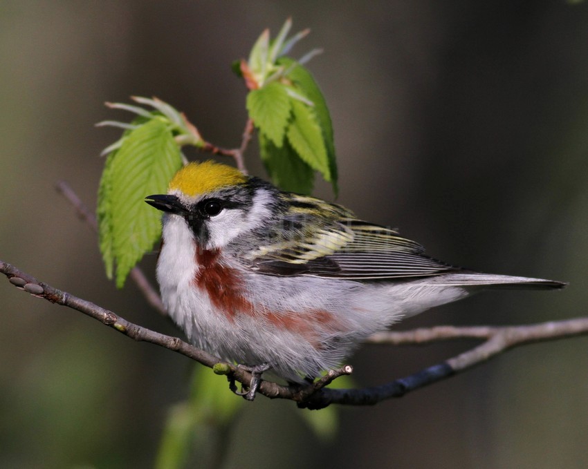 Warbler has just eaten the seed.