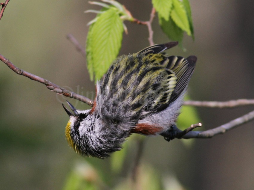 Warbler is going for the next insect.