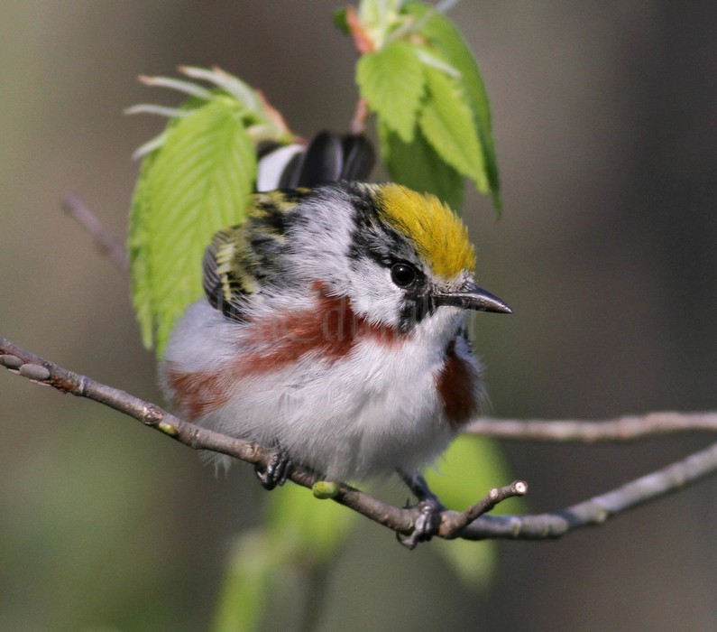 Warbler is eating that insect.