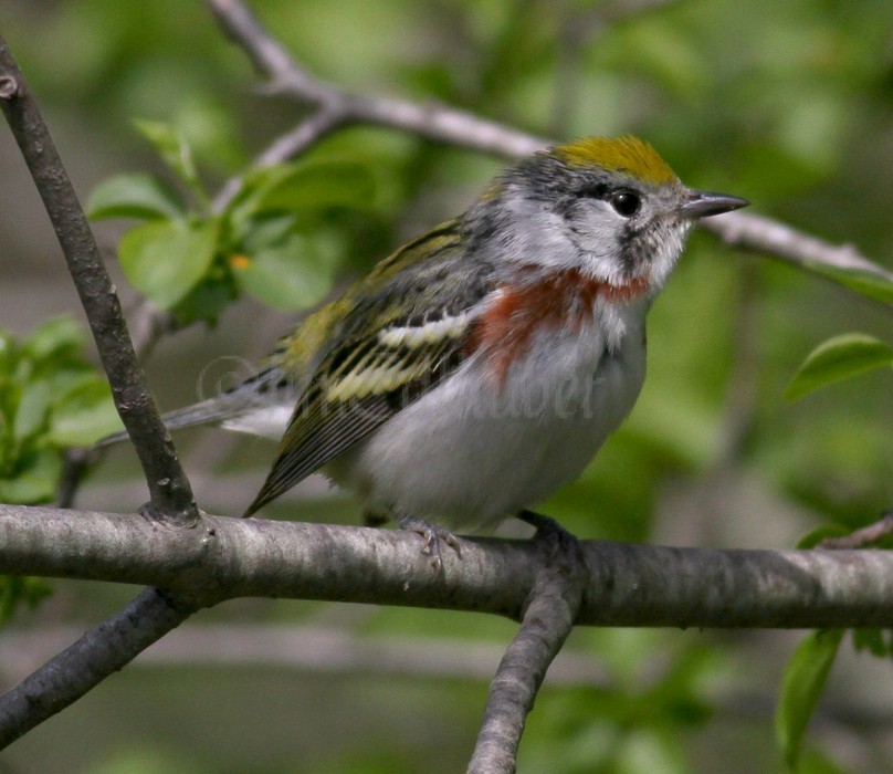 Chestnut-sided Warbler - Female