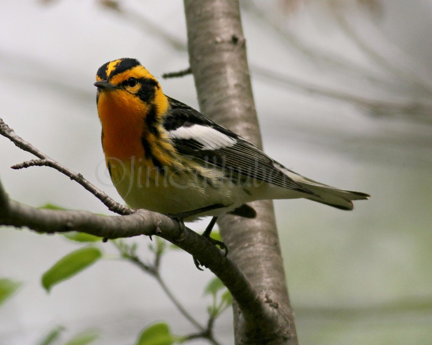 Blackburnian Warbler - Male