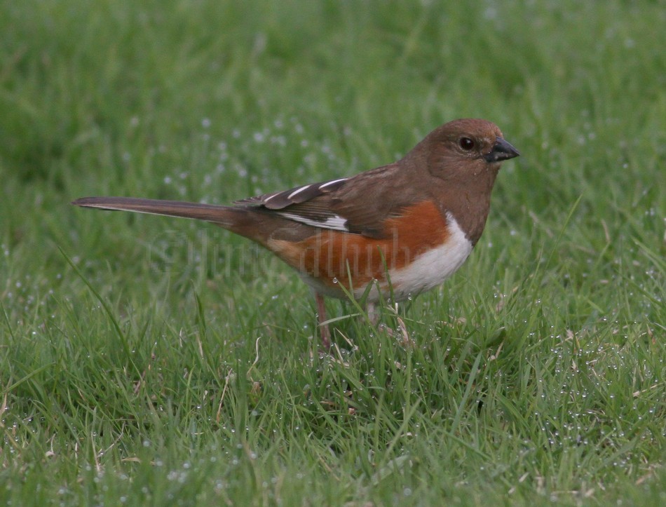 Eastern Towhee - Female