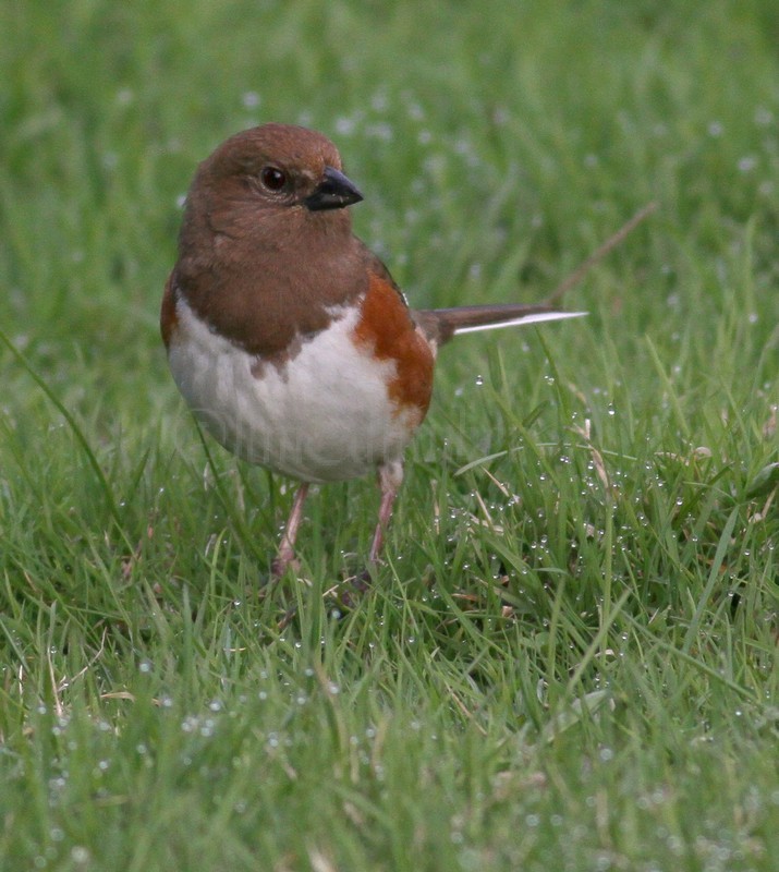 Eastern Towhee - Female